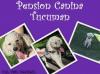 Foto de Pension canina tucuman-pensin canina