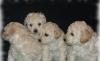 Foto de Criadero Ruca Pehuen-criadero de yorkshire terrier