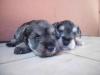 Foto de Fabiana-criadero schnauzer minis y yorkshire terrier