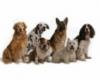 Coqueteria peluqueria canina-bao y corte para mascotas