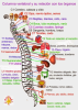 Metodo Vital Spine