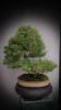 Mr tree bonsai
